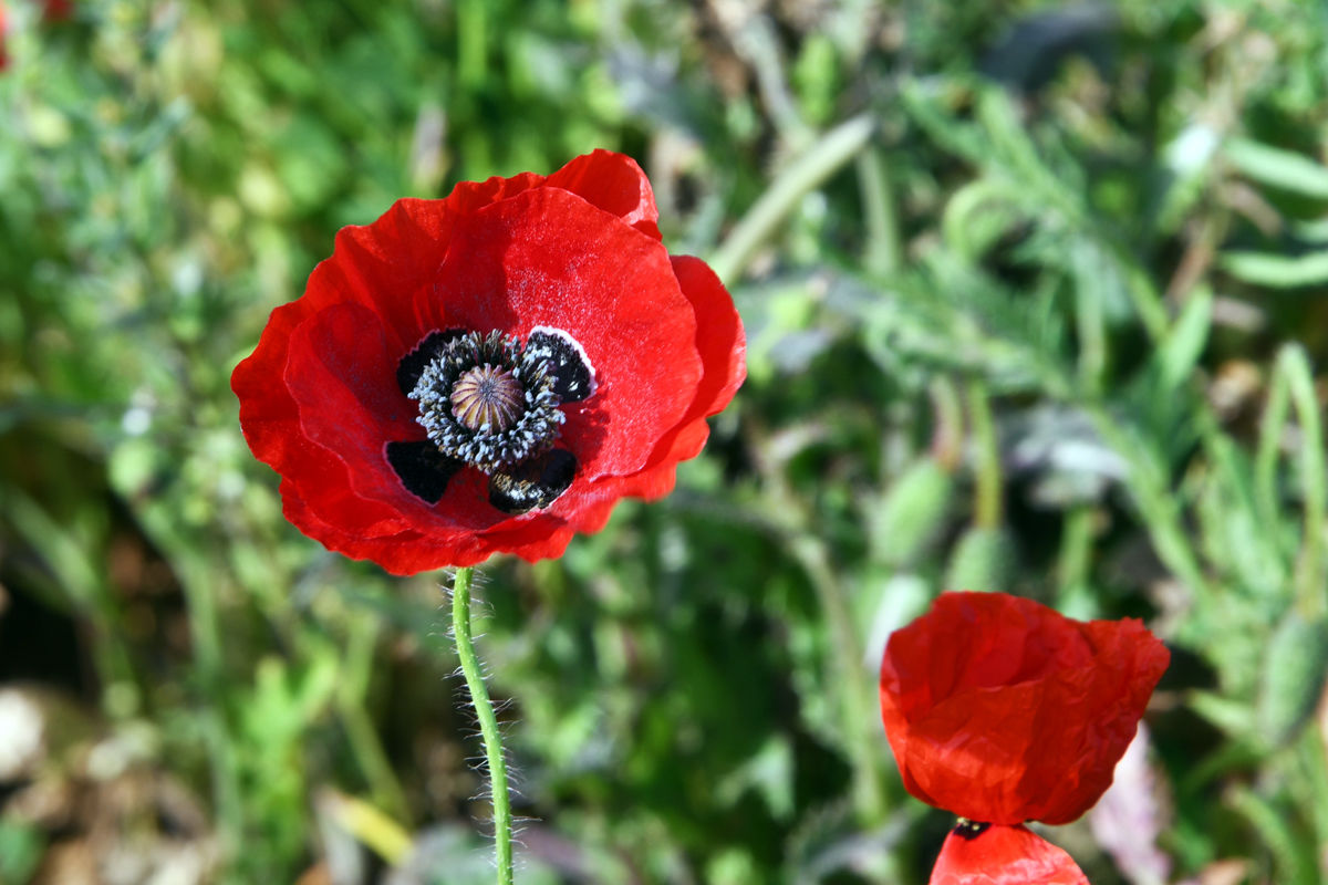 194 Red Corn Poppies at Wildseed Farm.JPG